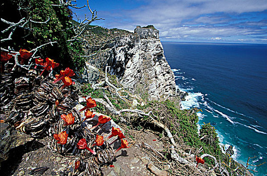 非洲,南非,好望角,野花,盛开,高处,岬角