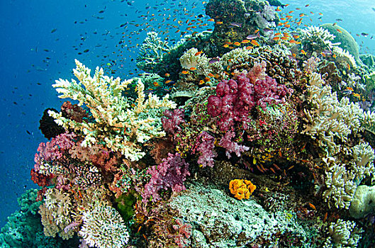 珊瑚礁,不同,斐济