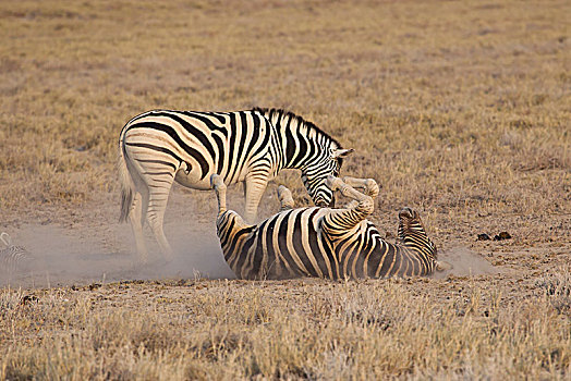 两个,白氏斑马,马,斑马,一个,打滚,地上,埃托沙国家公园,纳米比亚,非洲