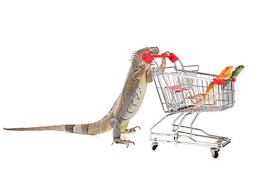 鬣蜥蜴,购物车