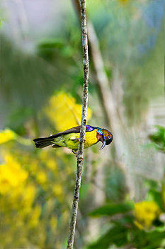 生活在热带,亚热带中南半岛山区森林里的黄腹花蜜鸟