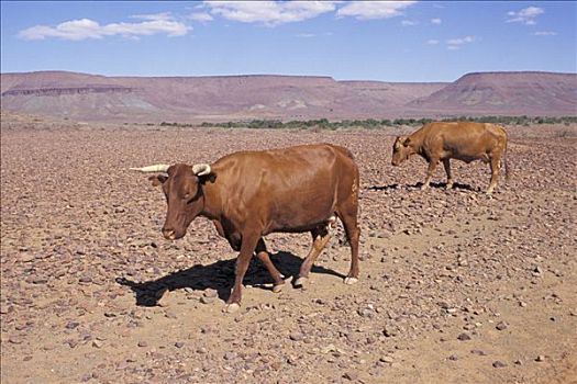 牛,石头,荒芜,纳米比亚