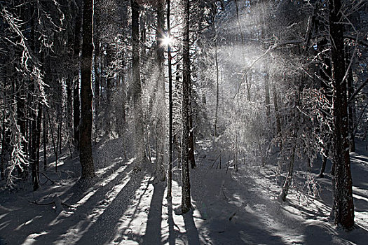 阳光,流动,冬日树林