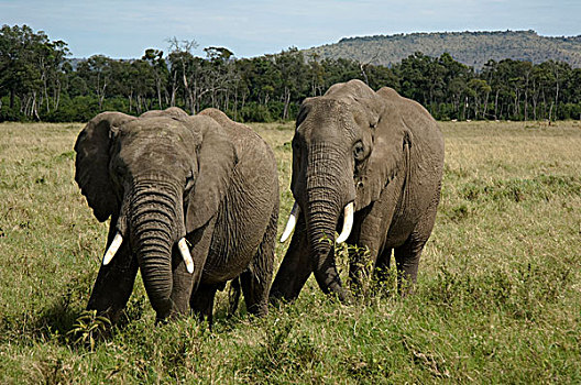 非洲,大象,马赛马拉国家公园,肯尼亚,东非