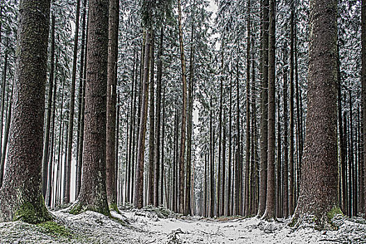 冬日树林,短小,初冬,巴伐利亚,德国,欧洲