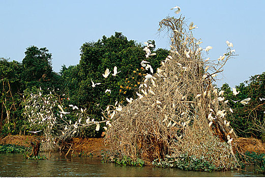 牛背鹭,栖息