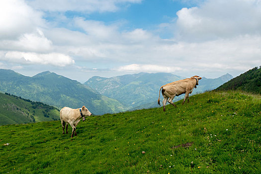 母牛,放牧,草场,阿尔卑斯山