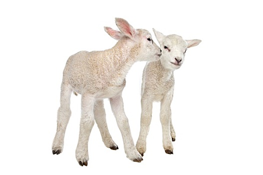 两个,小,羊羔