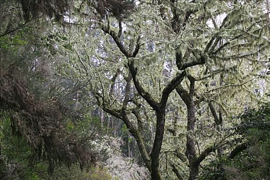 苔藓,树,气候温和,树林,月桂树,马德拉岛