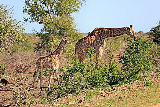 南方,长颈鹿,成年,动物,小动物,喂食,克鲁格国家公园,南非,非洲