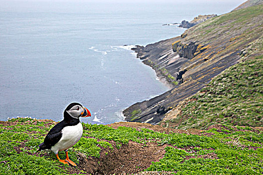 角嘴海雀,洞穴,斯科莫岛,彭布鲁克郡,海岸,国家公园,威尔士