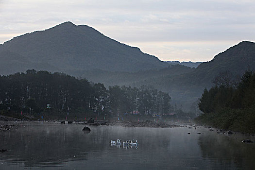 湖,水面,雾气,蒸腾,白雾,水蒸气,缥缈,仙境,灵性,家禽,鸭子,鹅,游动,自在,安静,自然,风光