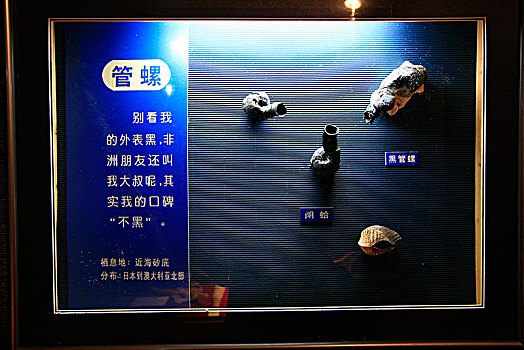 海螺,贝壳,标本,展示