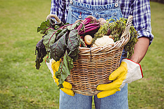 男人,拿着,篮子,新鲜,收获,蔬菜,花园