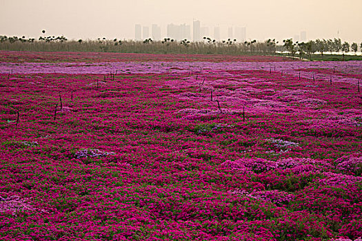 河边红花草