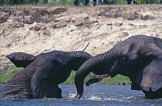 两个,青少年,雄性,大象,非洲象,水