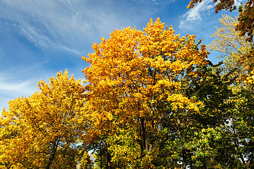 枫树,公园,秋天