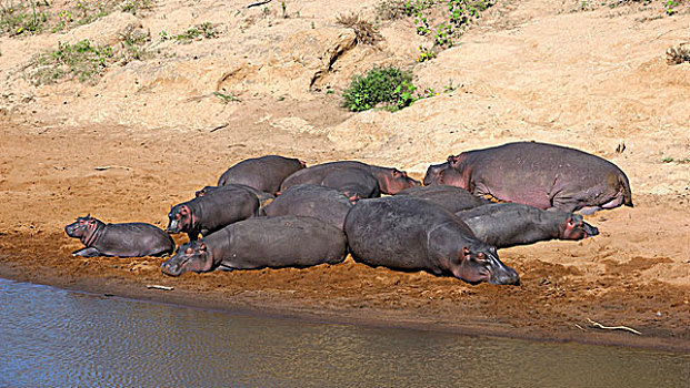 河马,牧群,日光浴,堤岸,河,马赛马拉国家保护区,肯尼亚,东非,非洲