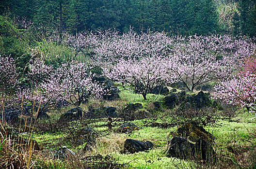 桃花景色