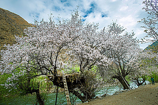 高原桃花