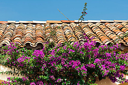 瓷砖,屋顶,紫花