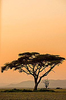 东非,肯尼亚,安伯塞利国家公园,日落,刺槐,鸟窝,大幅,尺寸