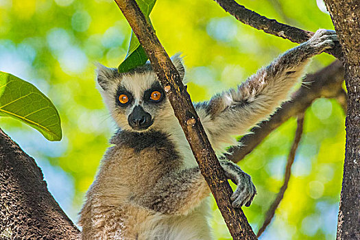 madagascar马达加斯加环尾狐猴子在树上