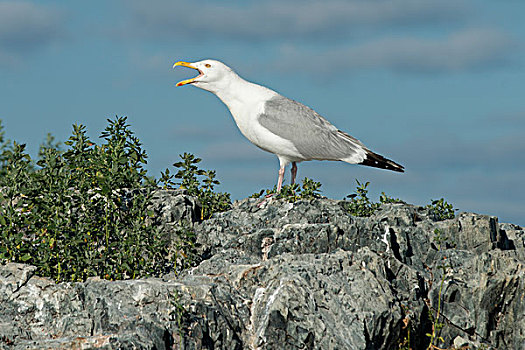 海鸥,叫,海岸,湖,木头,安大略省,加拿大