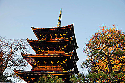 禅,庙宇,禅园,秋叶,京都,日本