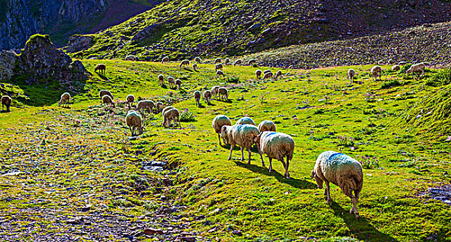 绵羊,走,山地牧场