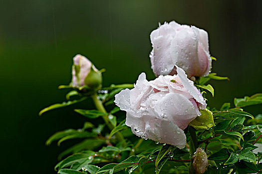 雨中的牡丹花