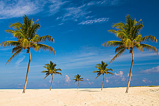 巴哈马,天堂岛,棕榈树,海滩