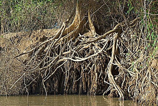 埃塞俄比亚,河,奥莫河三角洲,季节,根部,树,左边,展示,洪水