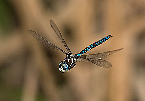 尾巴,绿蜻蜓,湿地,加拿大