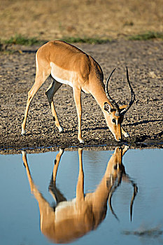 非洲,博茨瓦纳,乔贝国家公园,成年,雄性,黑斑羚,喝,水潭,朝日