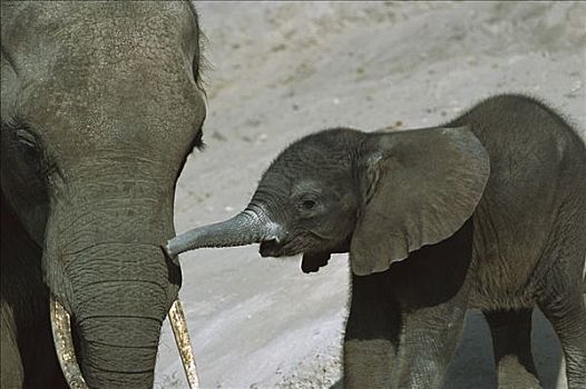 非洲象,乔贝国家公园,博茨瓦纳,非洲