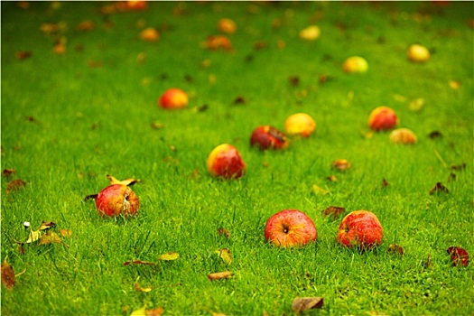 秋天,背景,红苹果,地上,花园