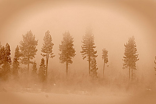 老式,看,照相,常青树,雾,湖,加利福尼亚