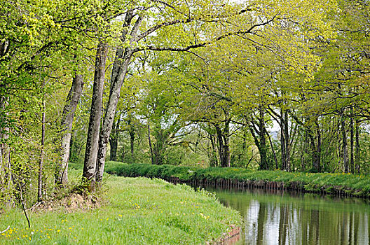 法国,卢瓦尔河,茂密,植被,运河,侧面