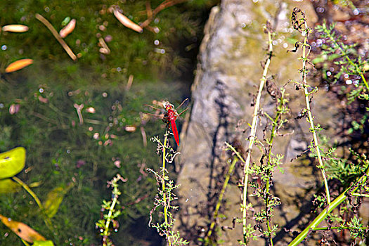 池塘和红色蜻蜓