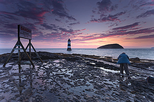 威尔士,安格尔西岛,一个,摄影师,摄影,灯塔,角嘴海雀,岛屿,日出