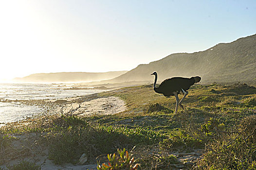 南非,西海角,岬角,半岛,好望角,自然保护区,鸵鸟,海滩