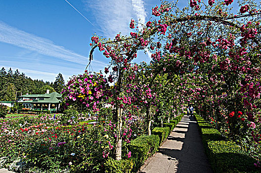 宝翠花园,玫瑰,花园,维多利亚,加拿大