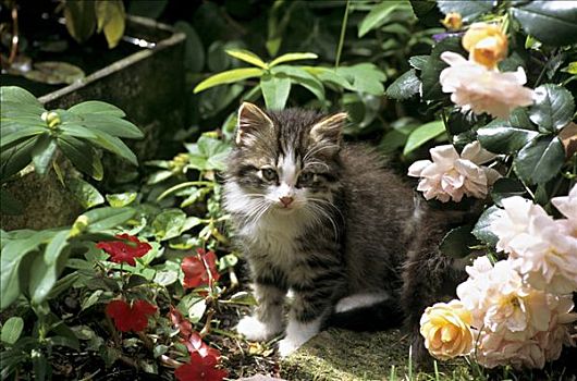小猫,坐,花,玫瑰,凤仙花属植物