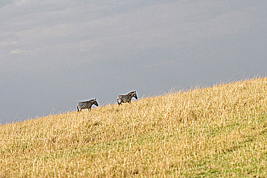 两个,斑马,马,走,马赛马拉国家保护区,肯尼亚