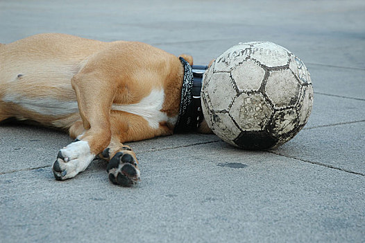 狗,躺着,地面,球,正面,头部,柏林,德国,欧洲
