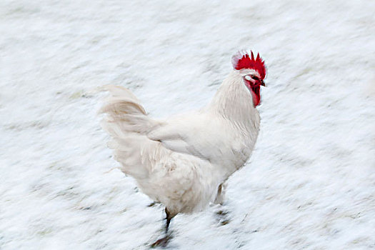 白色,公鸡,雪