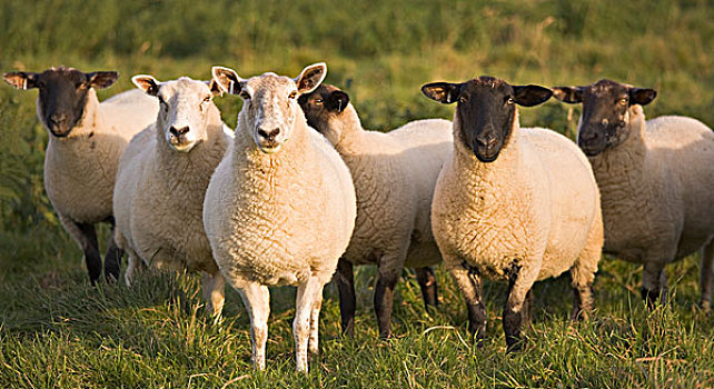 绵羊,草场,约克郡,英格兰