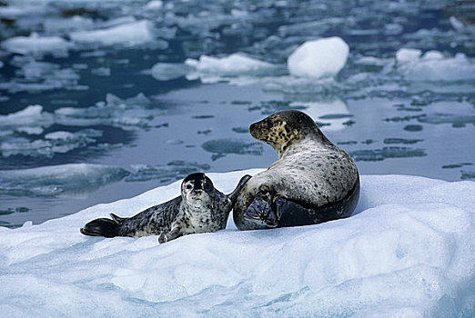 美国,阿拉斯加,靠近,特蕾斯,湾,斑海豹,母兽,幼仔,浮冰