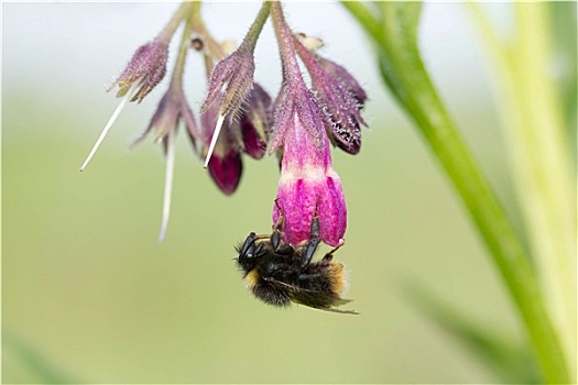 大黄蜂,紫草科植物